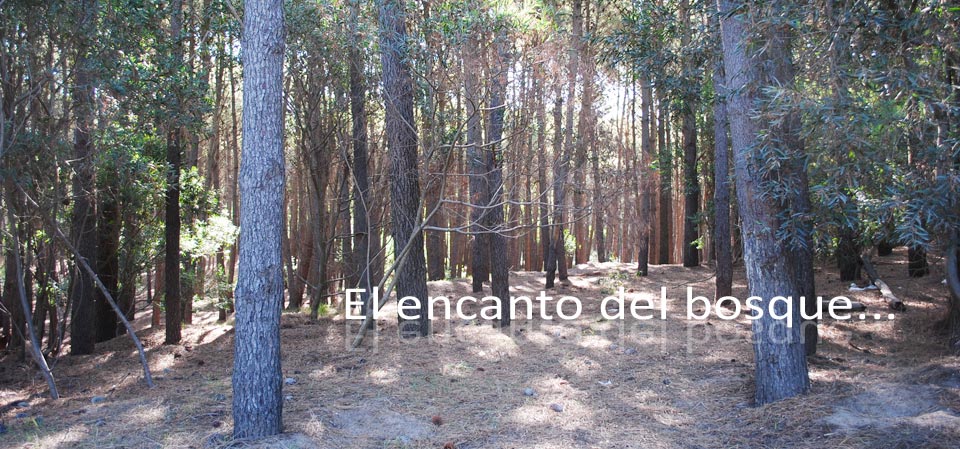 Caba&ntilde;as Tehuel - Las Gaviotas